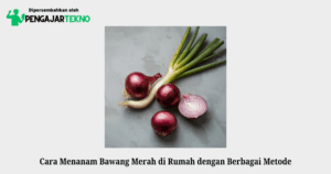 cara menanam bawang merah di rumah dengan berbagai metode
