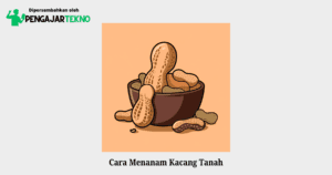 cara menanam kacang tanah