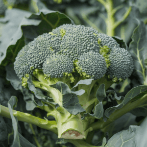 8 sayuran enak yang membantu menurunkan kolesterol tinggi