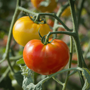 8 sayuran enak yang membantu menurunkan kolesterol tinggi