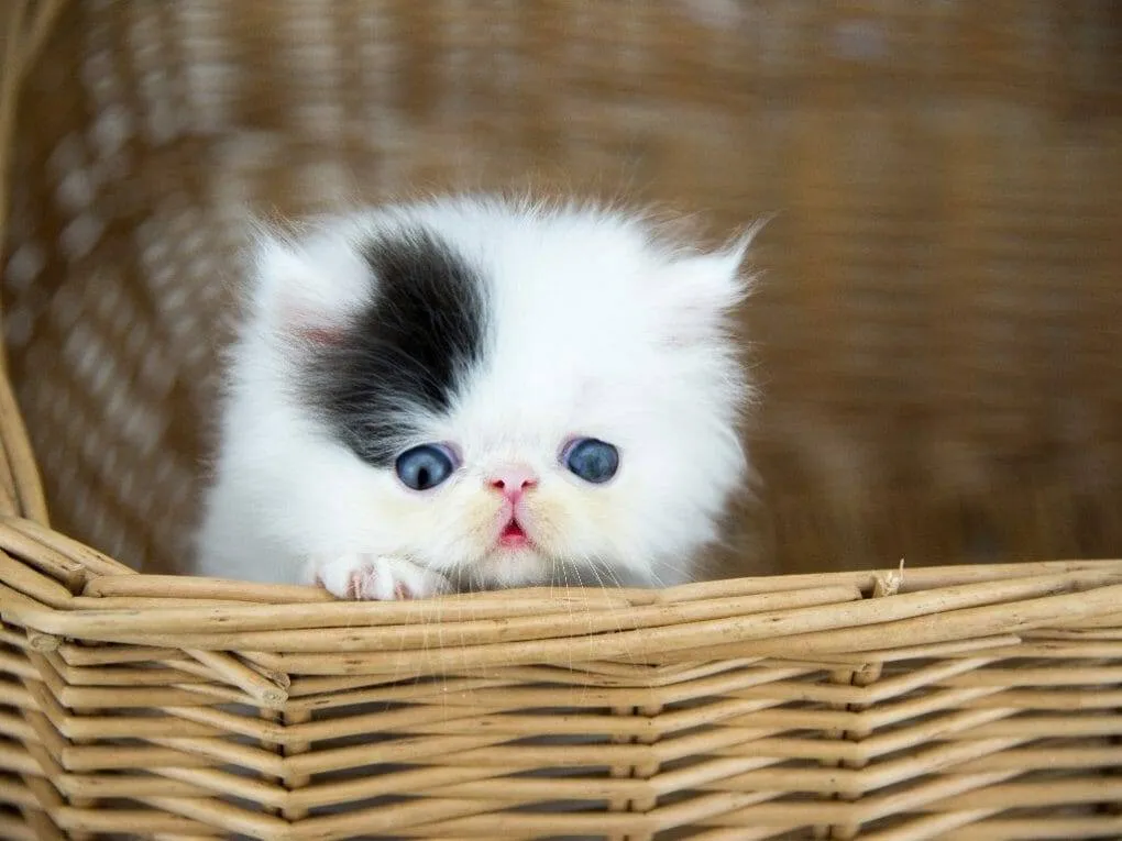 10 Perbedaan Kucing Anggora dan Persia yang Penting untuk Diperhatikan 5 10 Perbedaan Kucing Anggora dan Persia yang Penting untuk Diperhatikan