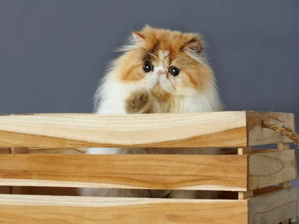 10 Perbedaan Kucing Anggora dan Persia yang Penting untuk Diperhatikan 6 10 Perbedaan Kucing Anggora dan Persia yang Penting untuk Diperhatikan