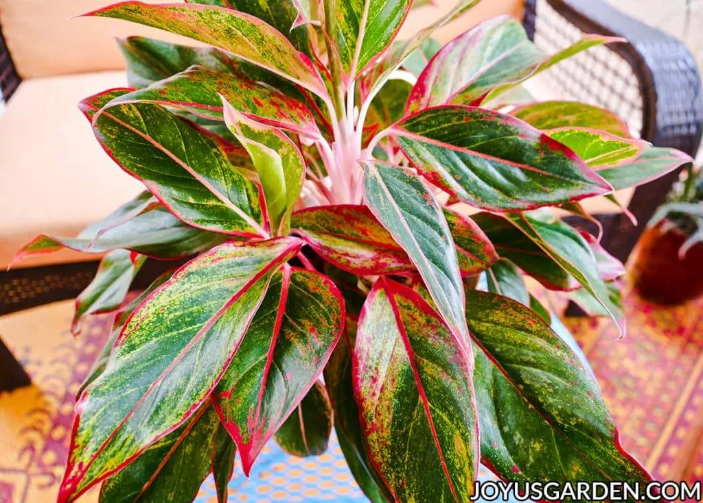 Aglaonema chinese evergreen costatum variegated houseplants care growing grow var variabilis foliage