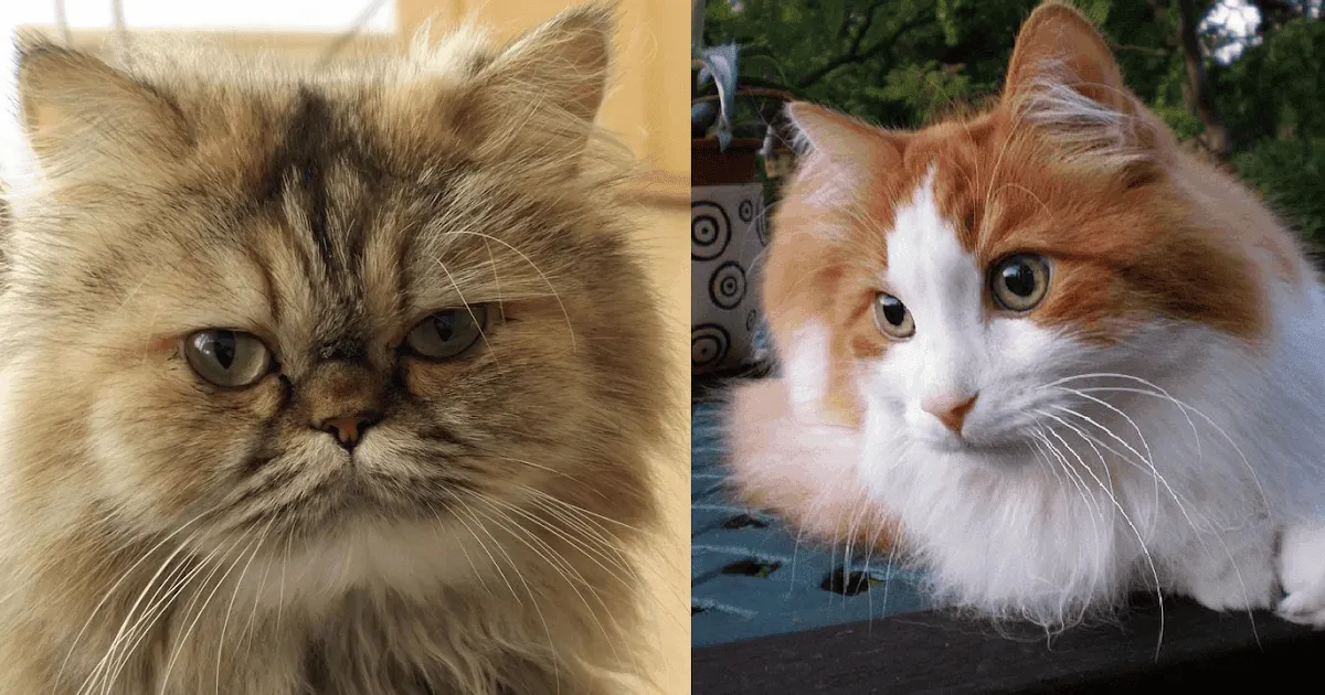 10 Perbedaan Kucing Anggora dan Persia yang Penting untuk Diperhatikan 3 10 Perbedaan Kucing Anggora dan Persia yang Penting untuk Diperhatikan