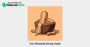 cara menanam kacang tanah