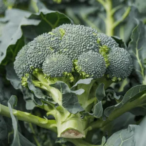 8 sayuran enak yang membantu menurunkan kolesterol tinggi