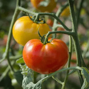 8 sayuran enak yang membantu menurunkan kolesterol tinggi